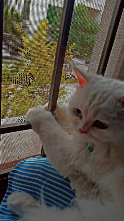 punch face triple coated  odd eyes  adult cat CONTACT NO. 03138109909