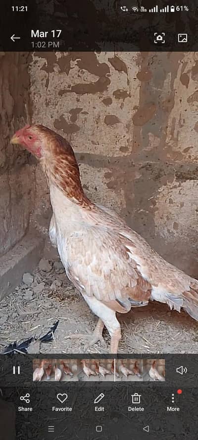 High quality 2 Aseel murgiya for sale and exchange 2 sargi murgiyo se