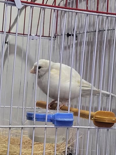 Breeder Canary bird pair with 1 chick