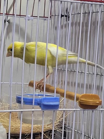 Breeder Canary bird pair
