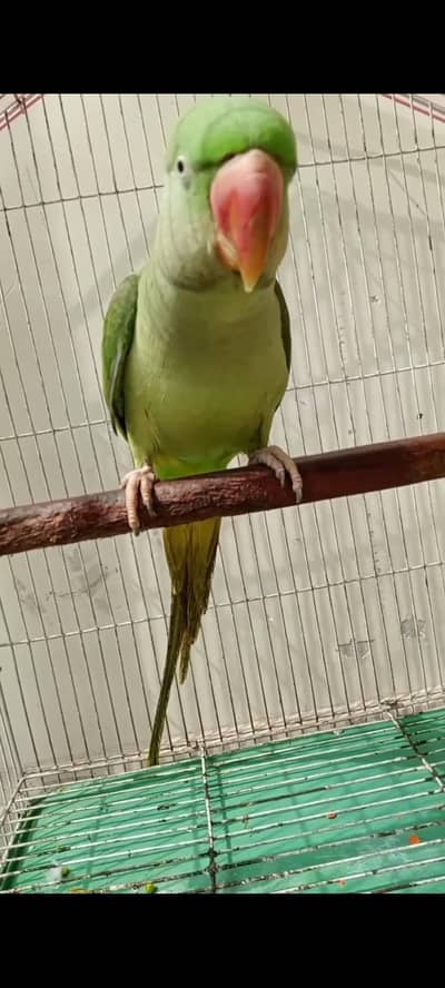 Raw Female Semi Tamed