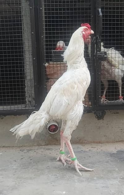 Shamo Cross long height Final 8k  03211164084