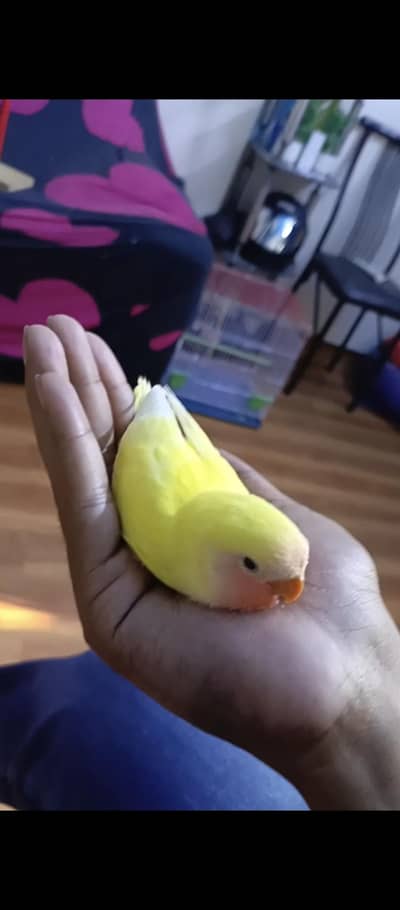 talking hand tamed love bird