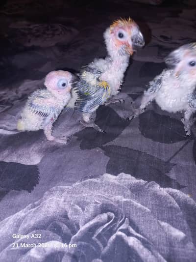 sunconure chicks/healthy active chicks|