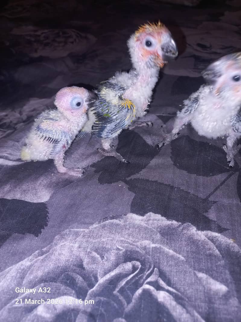 sunconure chicks/healthy active chicks| 0