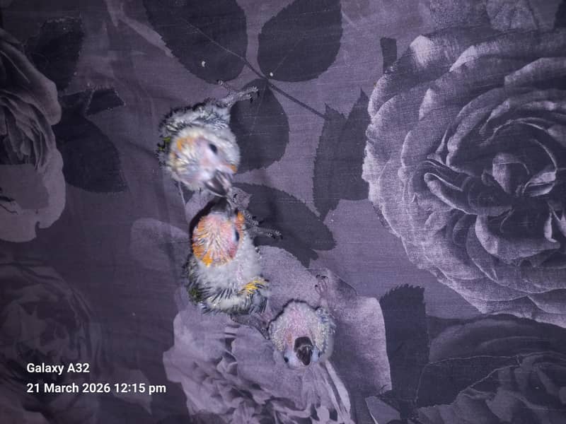 sunconure chicks/healthy active chicks| 1