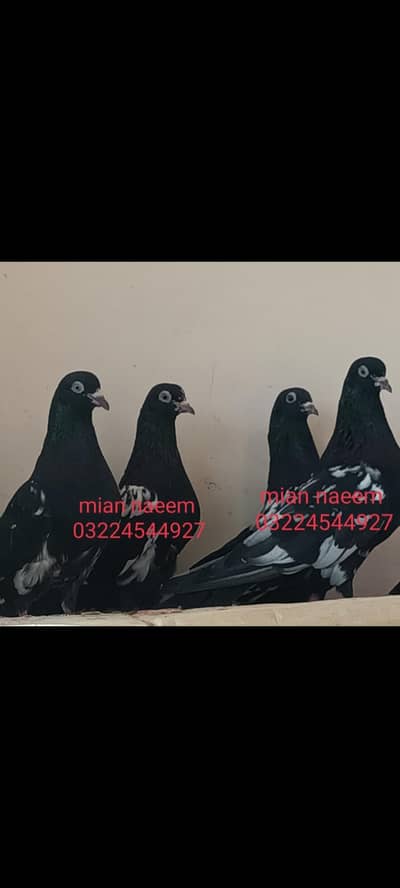 pure frozpure indian pegions available