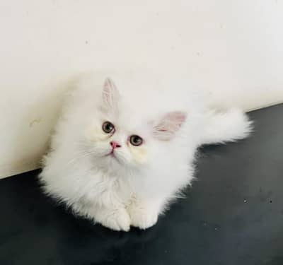Persian cat for sale 2 month age Whatsapp no 03490036896