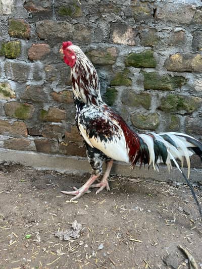 Beautifull Aseel Murgha - READ DESCRIPTION