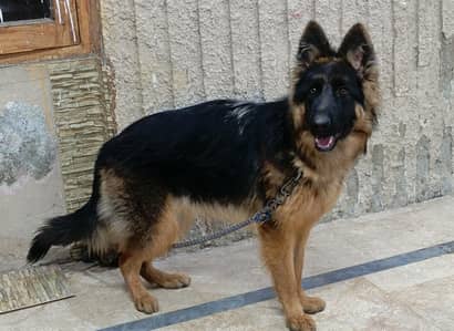 German sheperd long coat female