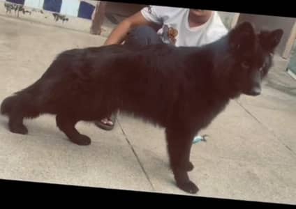 Long Court German shepherd