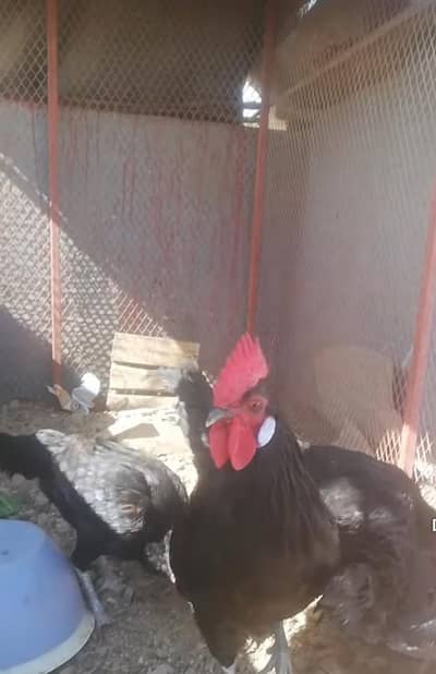 Australorp,