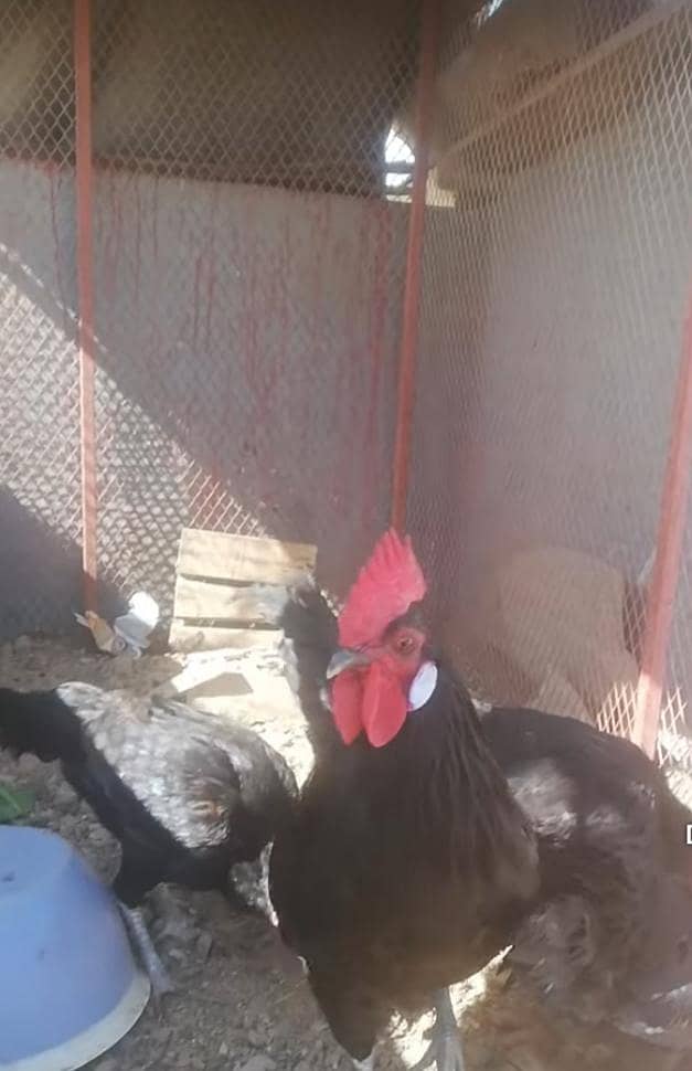Australorp, 0