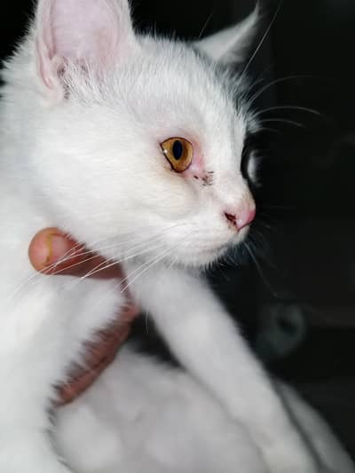 Persion Cat with latter and maner train