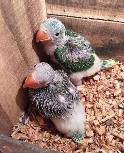 Alexandrine Raw Parrot Chicks Pair