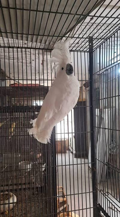 Umberlla cocakto chik 03363938133