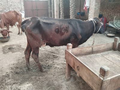 1st timer jersi or friezen cow