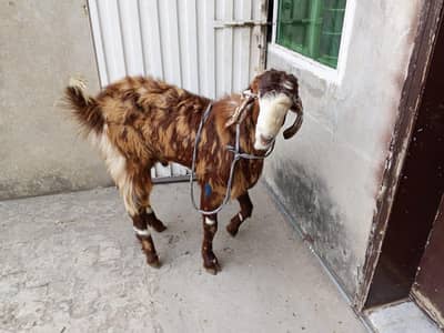 4 Bakra Sale 2 Teeth (Donda)