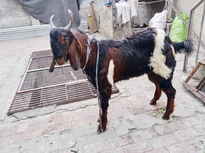 2 Bakra Sale 2 Teeth (Donda)