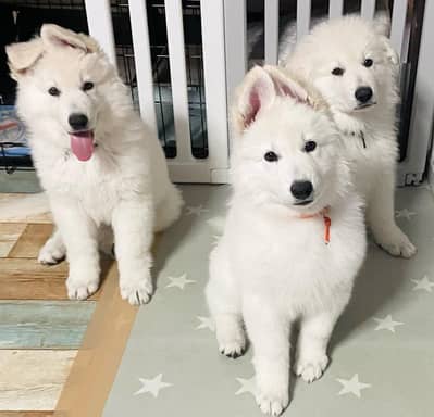 Swiss shepherd long hair