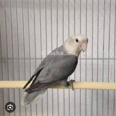 Rosicollie Love Birds are For Sale and Exchange