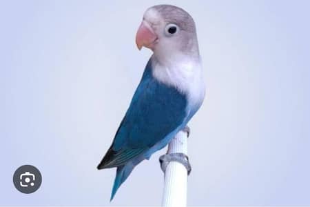 Rosicollie Love Birds are For Sale and Exchange