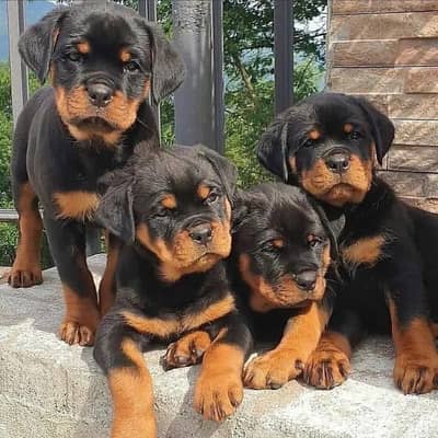 rottweiler pedigree puppies