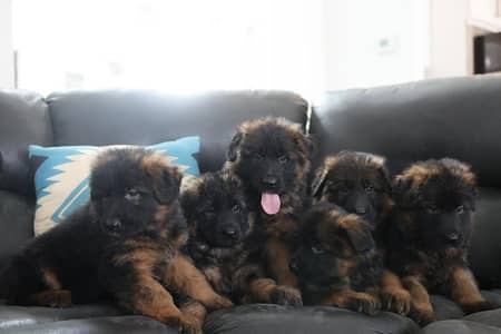 German shepherd long hair