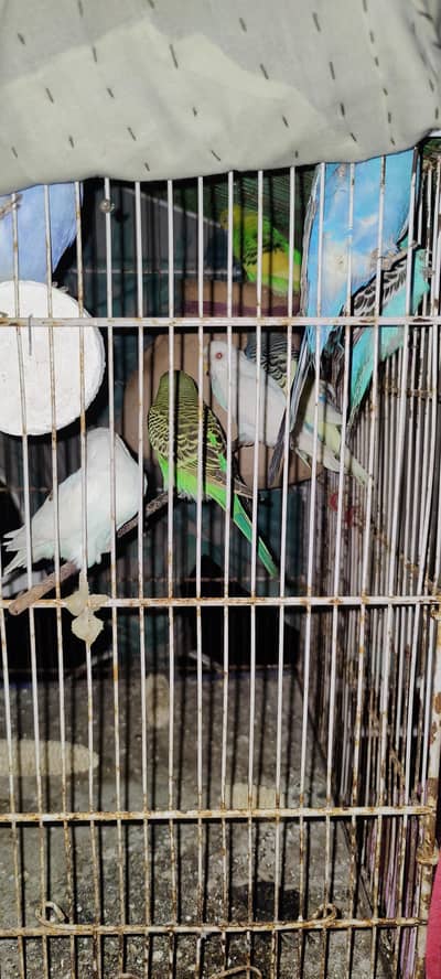 bajri bird's vip pair hay