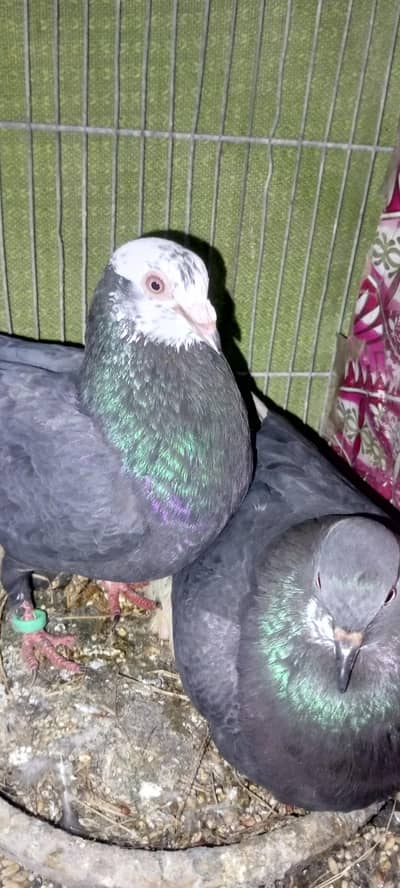 whith pair four 1 chik