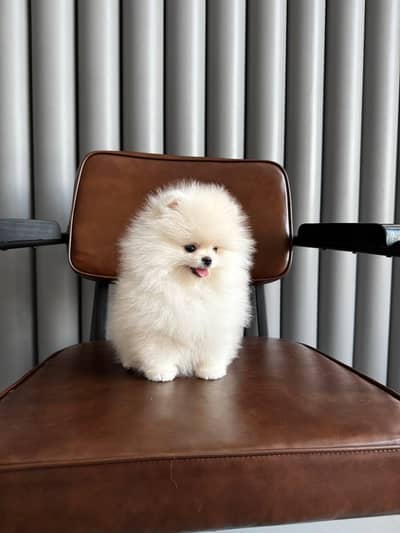pomeranian male puppy