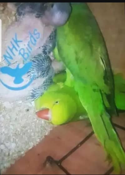ringneck #green ring neck #mitho #ringneck chicks #chicks #chick #raw