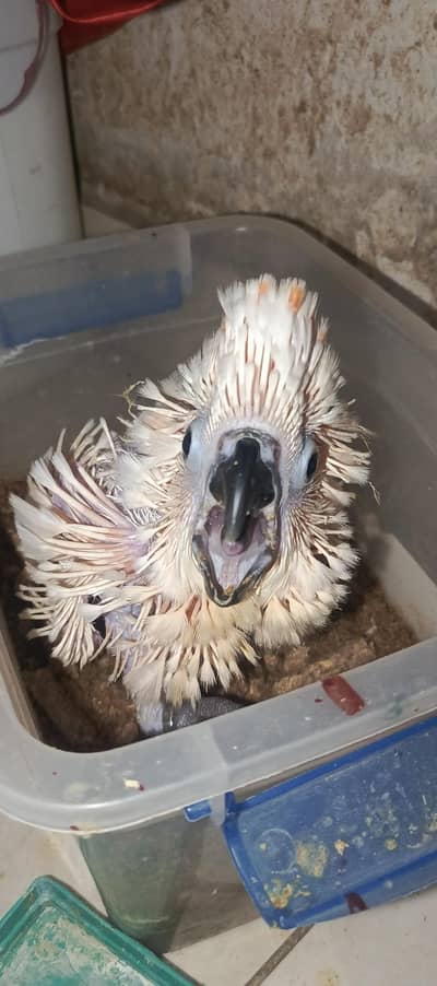 MALUCAN CACATOA & Macaw   chick available