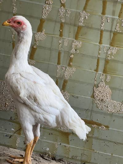 Shamoo chicks for sale in lahore age 4 months paper white and  cheena