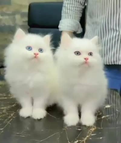 Persian kittens triple coat only WhatsApp number 03468556940