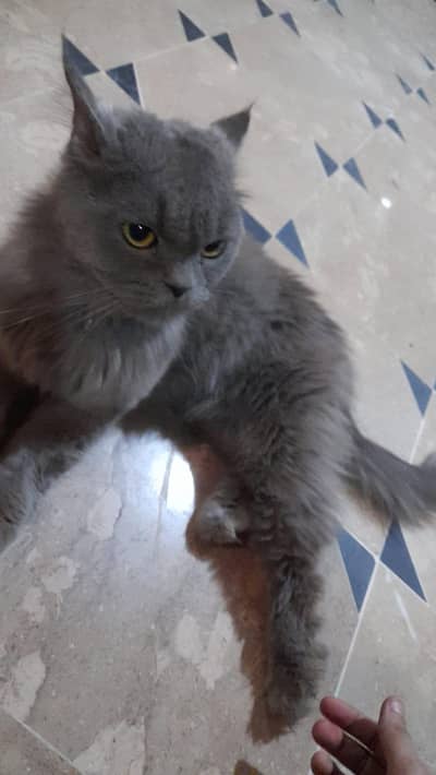 Persian Male Triple Coat Punch Face