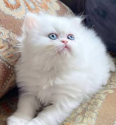 Persian cat for sale my WhatsApp number 03 45 70 84 434