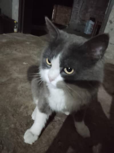 breed no idea I think russian