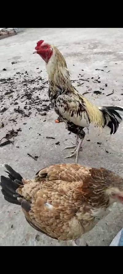 Aseel pair with chikes