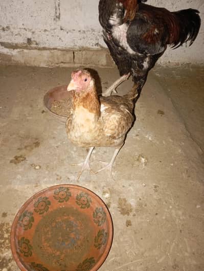 sell krni he 3  ande B he urgent sell