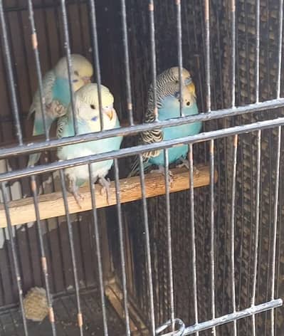 1 Breeder Pair With 2 Chicks