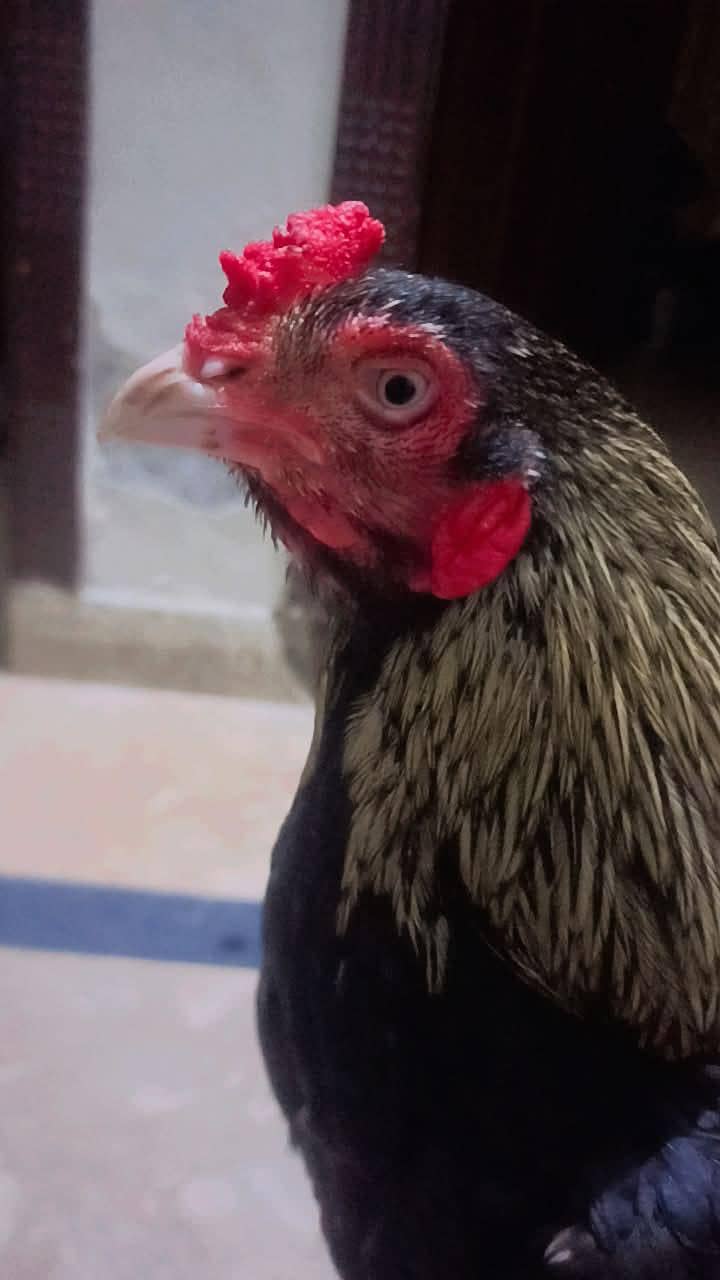 Pure Aseel Java Patha Quality Breed 0