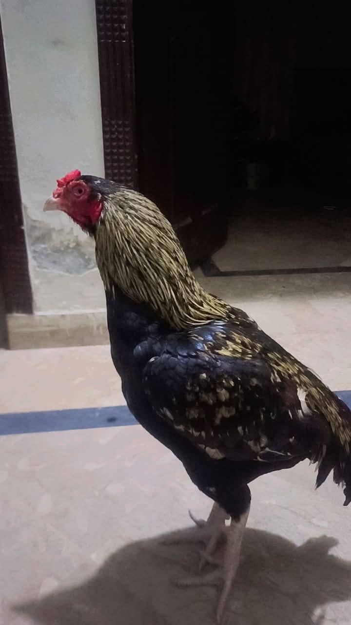 Pure Aseel Java Patha Quality Breed 1
