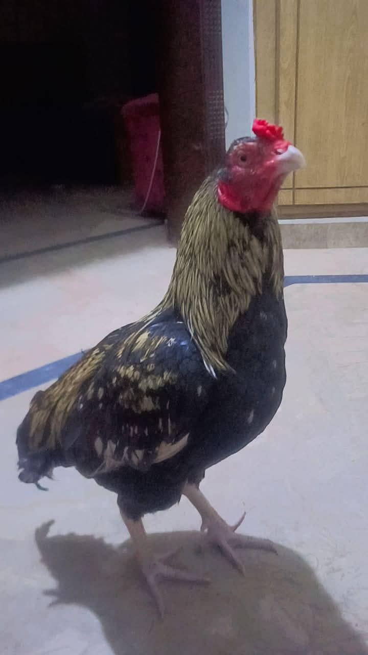 Pure Aseel Java Patha Quality Breed 2