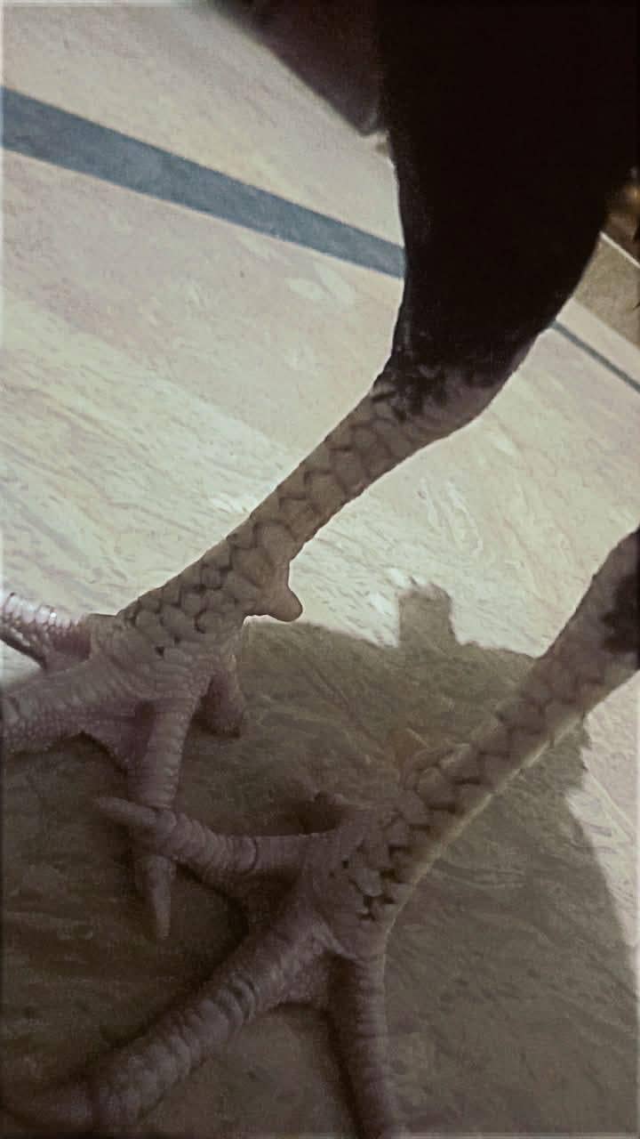 Pure Aseel Java Patha Quality Breed 3