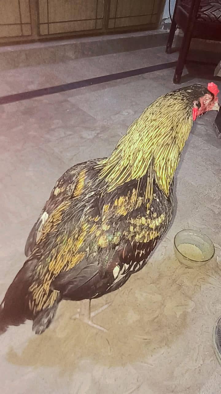 Pure Aseel Java Patha Quality Breed 4