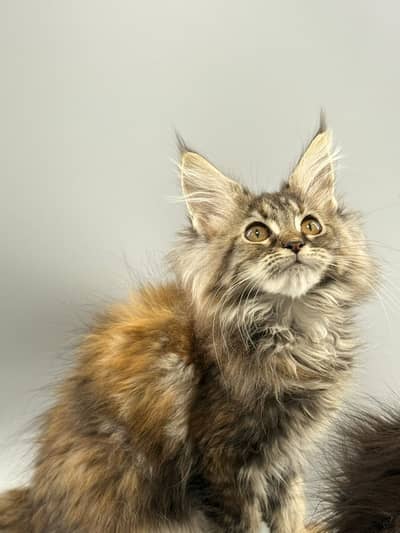 Maine Coons Imported Kittens