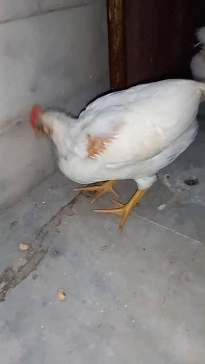 I am selling for hens chicks age 1 month+  . 4 chicks available