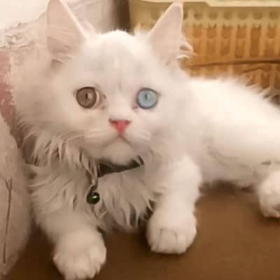 Persian triple coat kittens