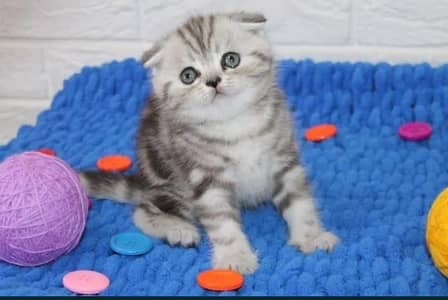 Scottish Fold